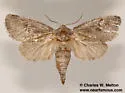 Lupine Borer Moth - Hodges#2686 - photo 4