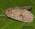 Lupine Borer Moth - Hodges#2686 - photo 5