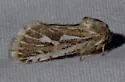 Comadia henrici - Hodges#2679