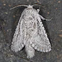 Alkali blite borer moth - Hodges#2680