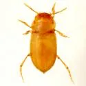 Comal Springs Diving Beetle - Comaldessus stygius