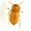 Comal Springs Diving Beetle - photo 2