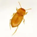 Comal Springs Diving Beetle - photo 3