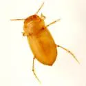 Comal Springs Diving Beetle - photo 4