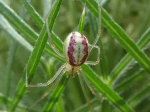 Common Candy-striped Spider sensu lato