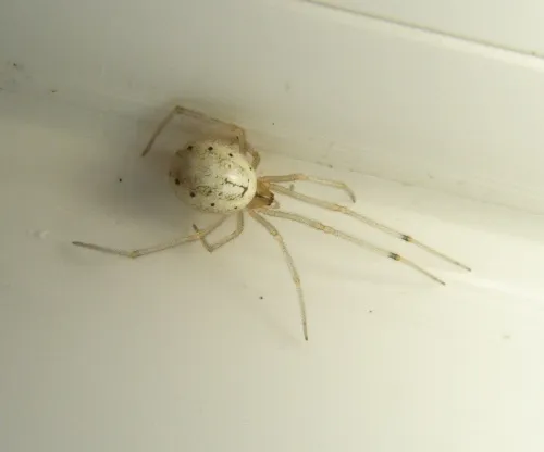 Common Candy-striped Spider sensu lato - photo 2