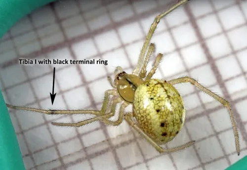 Common Candy-striped Spider sensu lato - photo 3