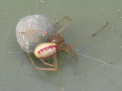 Common Candy-striped Spider sensu lato - photo 4