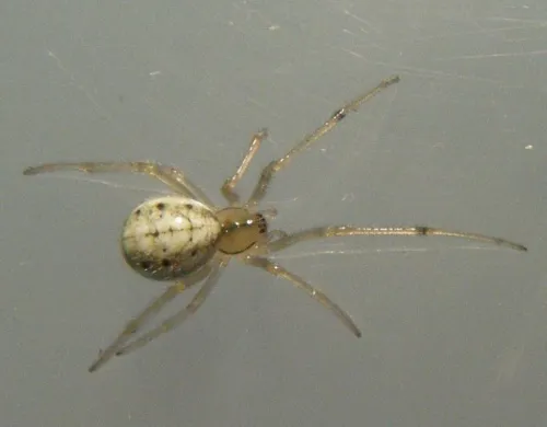 Common Candy-striped Spider sensu lato - photo 5