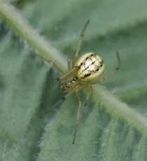 Common Candy-striped Spider sensu lato - photo 6