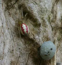 Common Candy-striped Spider sensu lato - photo 7