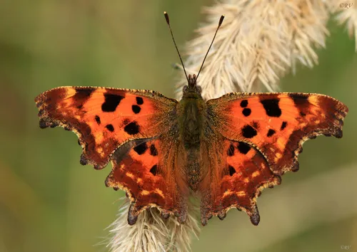 Comma