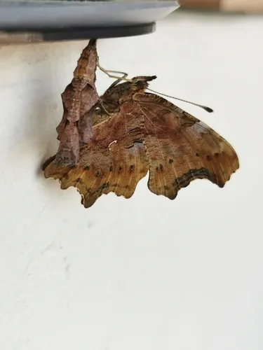 Comma - photo 8