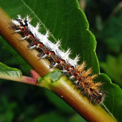 Comma - photo 2