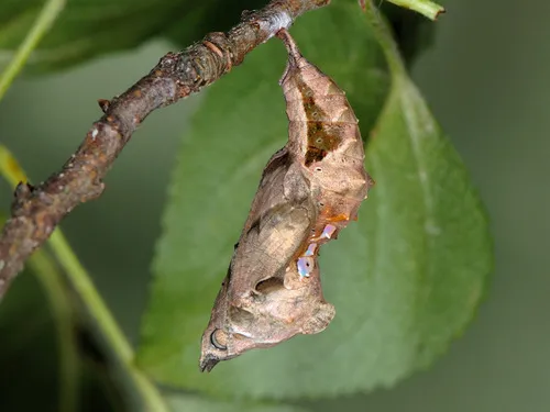Comma - photo 3