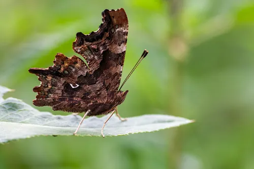 Comma - photo 5