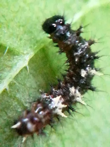 Comma - photo 6