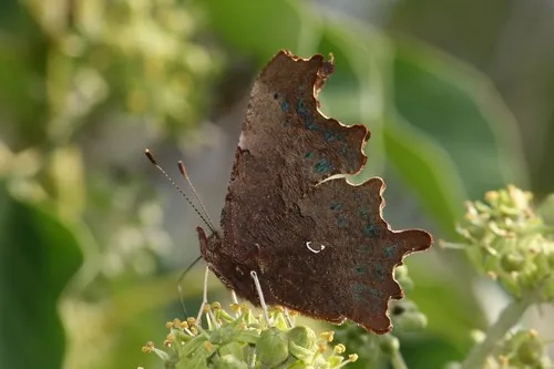 Comma - photo 7