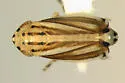 Commellus cedilla - Commellus cedilla