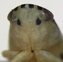 Commellus cedilla - photo 3