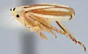 Commellus cedilla - photo 4