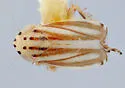 Commellus cedilla - photo 5