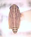 Commellus colon