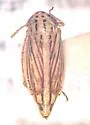 Commellus colon - photo 2