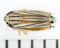 Commellus comma