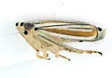 Commellus comma - photo 2