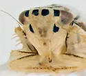 Commellus comma - photo 3