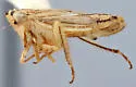 Commellus hyphen