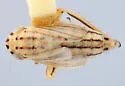 Commellus hyphen - photo 2