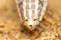 Commellus sexvittatus