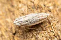 Commellus sexvittatus - photo 2