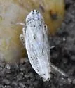 Commellus sexvittatus - photo 3