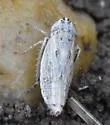 Commellus sexvittatus - photo 4