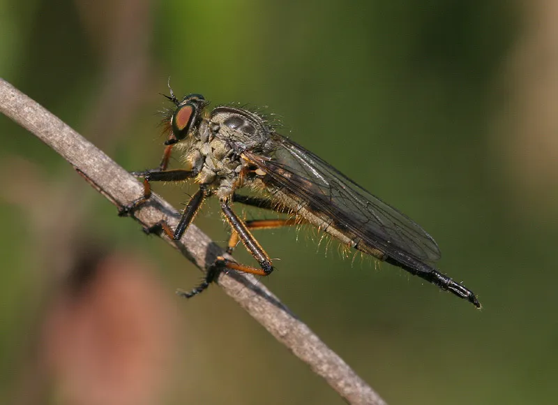 Common Awl Robberfly - photo 2