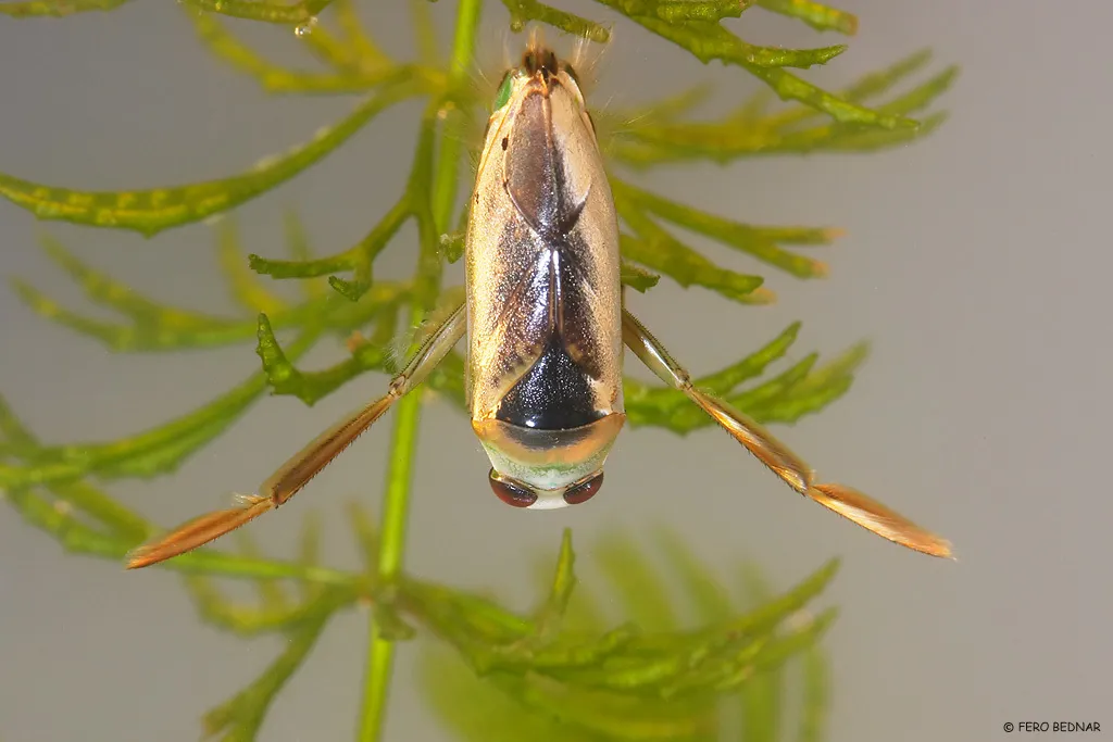 Common Backswimmer - photo 2