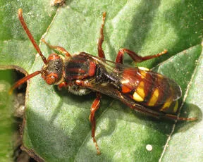 Common Bee Wasp