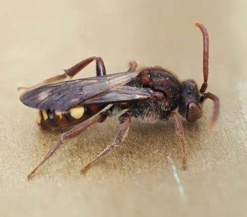 Common Bee Wasp - photo 2