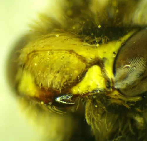 Common Bee Wasp - photo 3