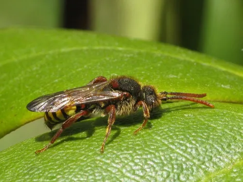 Common Bee Wasp - photo 4