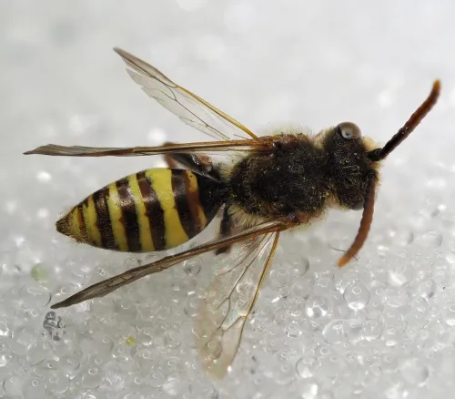 Common Bee Wasp - photo 5