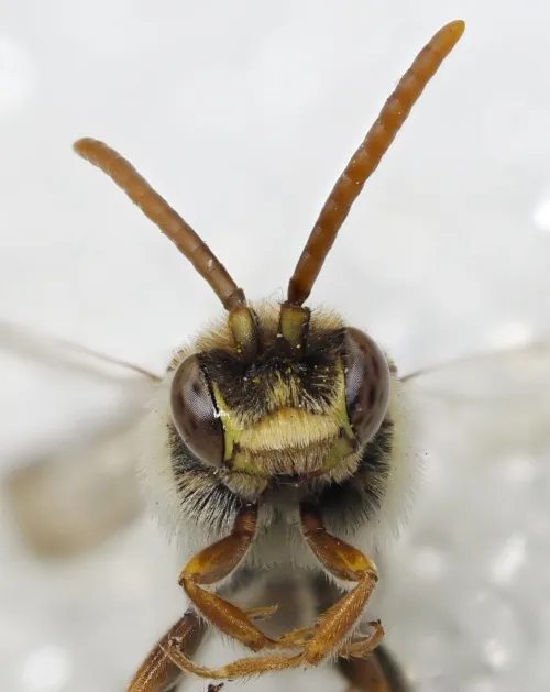 Common Bee Wasp - photo 6