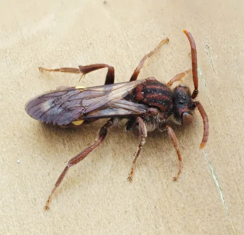 Common Bee Wasp - photo 7