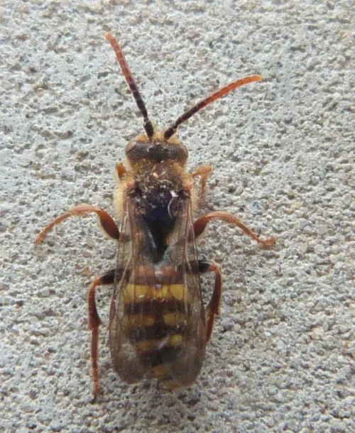 Common Bee Wasp - photo 8