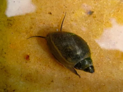 Common Bladder Snail