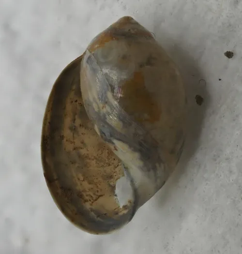 Common Bladder Snail - photo 2