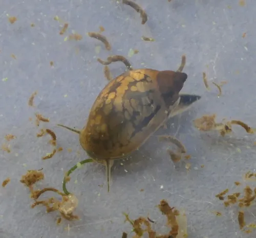 Common Bladder Snail - photo 3